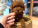 Toy Poodle Sevi̇mli̇ Yavrular Ev Üreti̇mi̇
