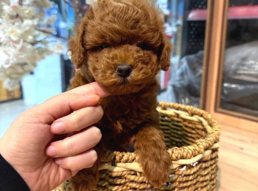 Toy Poodle Sevi̇mli̇ Yavrular Ev Üreti̇mi̇ görsel
