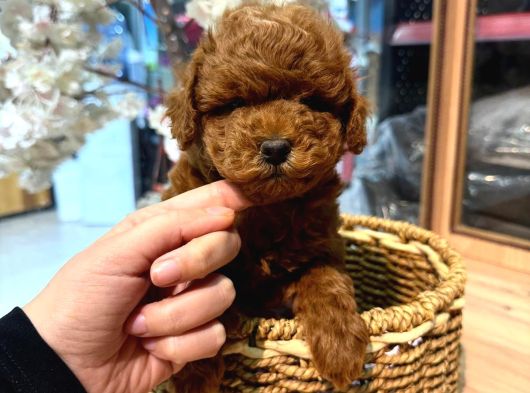 Toy Poodle Sevi̇mli̇ Yavrular Ev Üreti̇mi̇