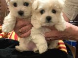 Maltese Terri̇er Ci̇nsi̇ Yavrular