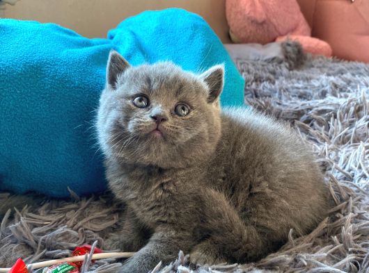 Safkan Gri Kedimiz Yeni Yuvasını Arıyor görsel