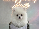 Vonalp Pet Garantisiyle Efsane Güzelli̇kte Pomerani̇an Boo