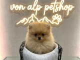 VONALP PET GARANTISIYLE EFSANE GÜZELLİKTE POMERANİAN BOO