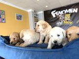 Baby Face Golden Retriewer Yavrulari Safkan Belgeli̇ Ankara