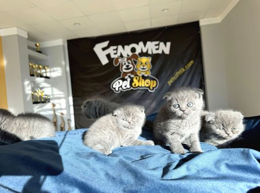 Top Kafa Scottish Fold Yavrulari Fenomen Pet Shop Ankara görsel