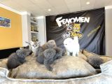 Kedi̇ci̇den Renk Renk British Shorthair Yavrulari Ankara