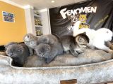 Top Kafa Scottish Fold Yavrulari Fenomen Pet Shop Ankara