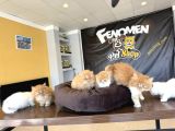 Top Kafa Scottish Fold Yavrulari Fenomen Pet Shop Ankara