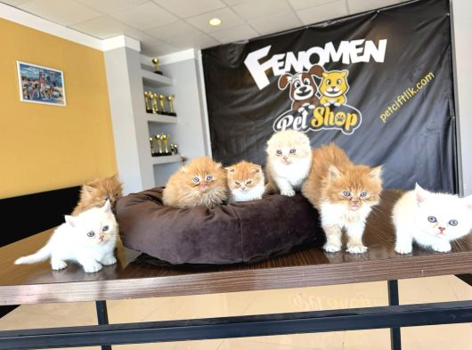 Kedi̇ci̇den Renk Renk British Shorthair Yavrulari Ankara görsel