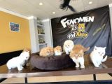 Kedi̇ci̇den Renk Renk British Shorthair Yavrulari Ankara