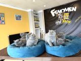 Kedi̇ci̇den Renk Renk British Shorthair Yavrulari Ankara