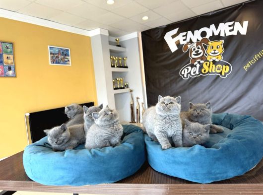 Kedi̇ci̇den Renk Renk British Shorthair Yavrulari Ankara görsel