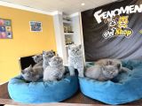 Top Kafa Scottish Fold Yavrulari Fenomen Pet Shop Ankara