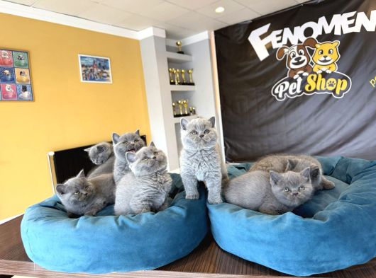 Top Kafa Scottish Fold Yavrulari Fenomen Pet Shop Ankara görsel