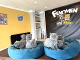 KEDİCİDEN RENK RENK BRITISH SHORTHAIR YAVRULARI ANKARA
