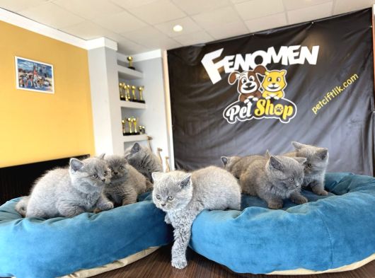 Top Kafa Scottish Fold Yavrulari Fenomen Pet Shop Ankara görsel