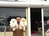 Ayi Surat Pomeri̇an Boo Yavrulari Ankara Mağazamizda Görün