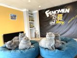 Kedi̇ci̇den Renk Renk British Shorthair Yavrulari Ankara