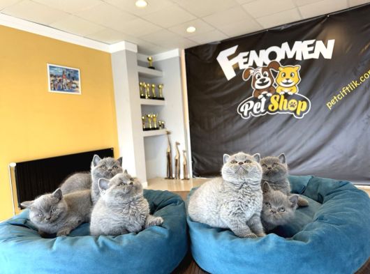 Kedi̇ci̇den Renk Renk British Shorthair Yavrulari Ankara görsel