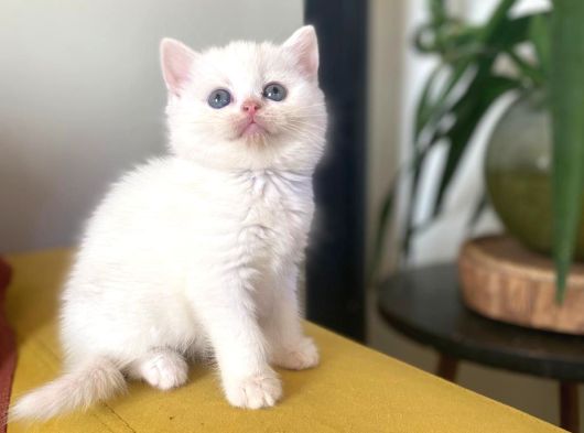 Safkan Beyaz Kedimiz Yeni Yuvasını  Arıyor
