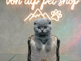 VONALP PET GARANTISIYLE EFSANE GÜZELLİKTE SCOTTİSH FOLD