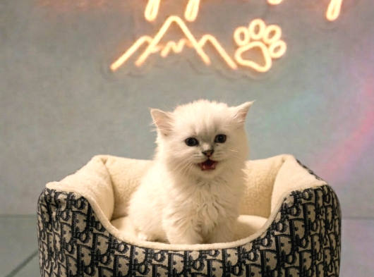Vonalp Pet Garantisiyle Efsane Güzelli̇kte Bri̇ti̇sh Shorthai̇r görsel