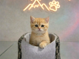 Vonalp Pet Garantisiyle Efsane Güzelli̇kte Bri̇ti̇sh Shorthai̇r