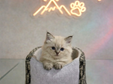 VONALP PET GARANTISIYLE EFSANE GÜZELLİKTE BRİTİSH SHORTHAİR