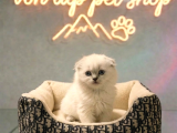 VONALP PET GARANTISIYLE EFSANE GÜZELLİKTE SCOTTİSH FOLD