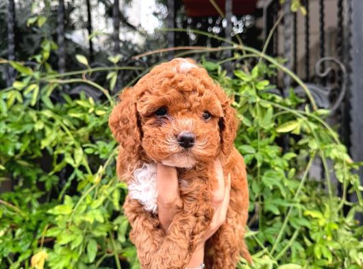EN MİNİ MİNİ TEACUP KORE KAN MALTIPOO BEBEKLERİMİZ