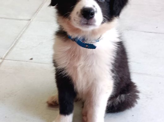 Akıllı Ve Sosyal Border Collie Yavruları görsel