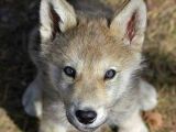 A kalitede dişi erkek wolfdog yavrularımız