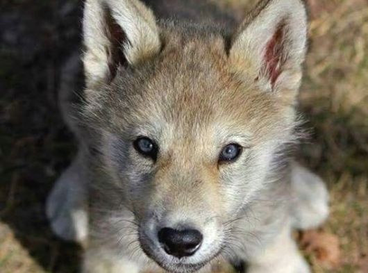 A Kalitede Dişi Erkek Wolfdog Yavrularımız