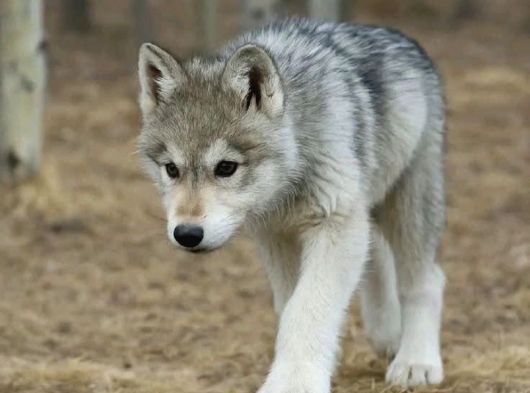 A Kalitede Dişi Erkek Wolfdog Yavrularımız görsel