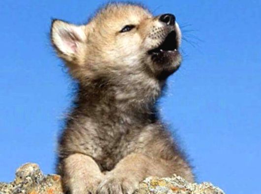 A Kalitede Dişi Erkek Wolfdog Yavrularımız görsel