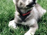 A Kalitede Dişi Erkek Wolfdog Yavrularımız