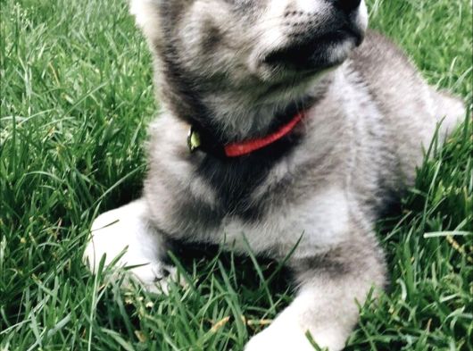 A Kalitede Dişi Erkek Wolfdog Yavrularımız görsel