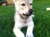 A Kalitede Dişi Erkek Wolfdog Yavrularımız