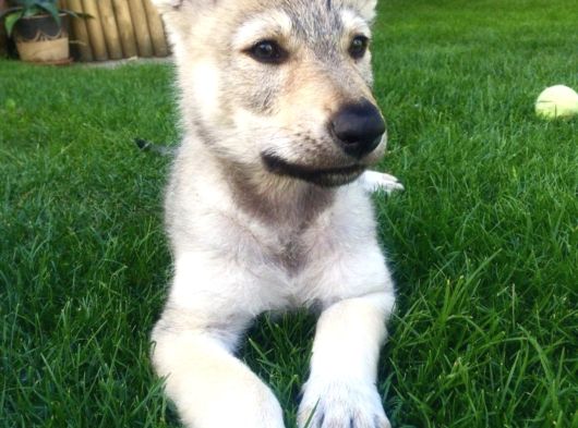 A Kalitede Dişi Erkek Wolfdog Yavrularımız görsel