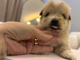 Güzeller güzeli maltipoo yavrum