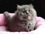 Mükemmel Bri̇ti̇sh Longhai̇r Bebekler