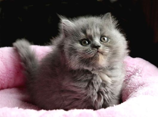 Mükemmel Bri̇ti̇sh Longhai̇r Bebekler görsel