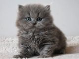 MÜKEMMEL BRİTİSH LONGHAİR BEBEKLER