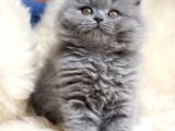 Mükemmel Bri̇ti̇sh Longhai̇r Bebekler
