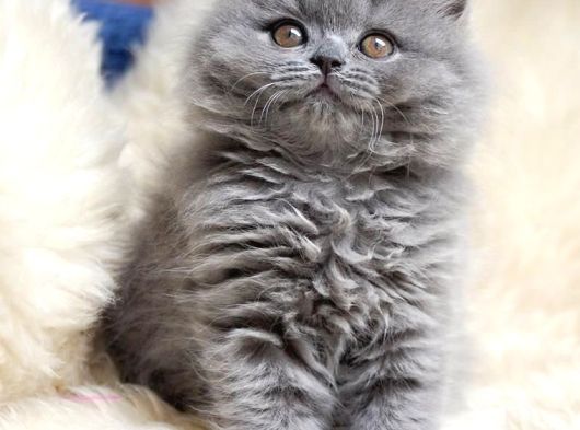 Mükemmel Bri̇ti̇sh Longhai̇r Bebekler görsel