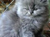 Mükemmel Bri̇ti̇sh Longhai̇r Bebekler