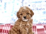 PARTY COLOR TOY POODLE