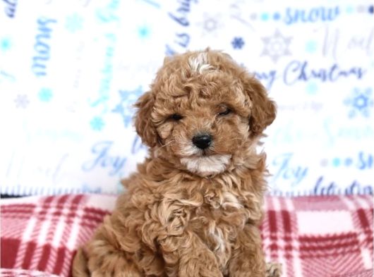 Party Color Toy Poodle
