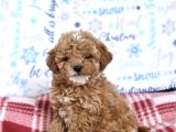 Party Color Toy Poodle