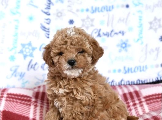 Party Color Toy Poodle görsel